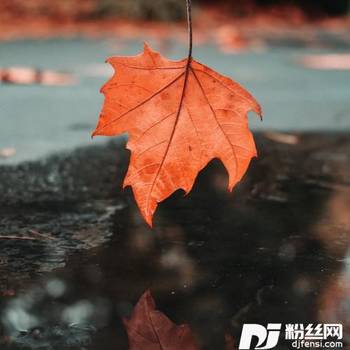 枫温柔女声版的专辑