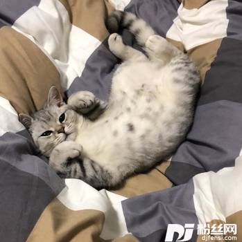 该怎么过SingleVersion的专辑