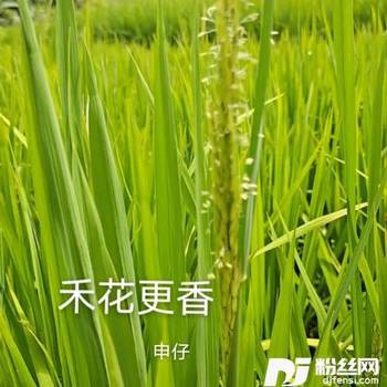 禾花更香的专辑