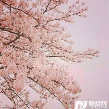 一棵开花的树（钢琴版）的专辑