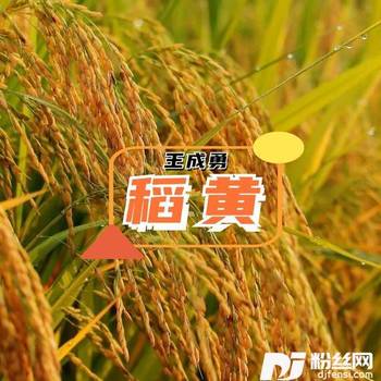 稻黄的专辑